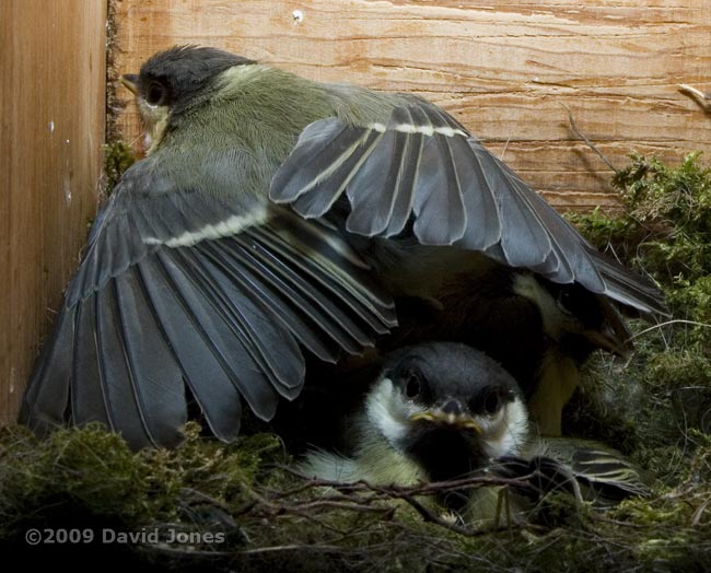 A Great Tit chick stretches its wings - 2