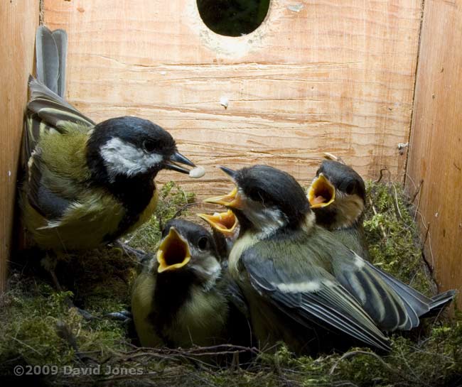 A sunflower kernel is offered to the Great Tit chicks