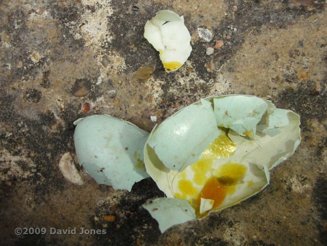 Discarded infertile Starling egg
