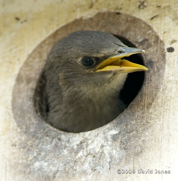 The Starling chick looks out - 1