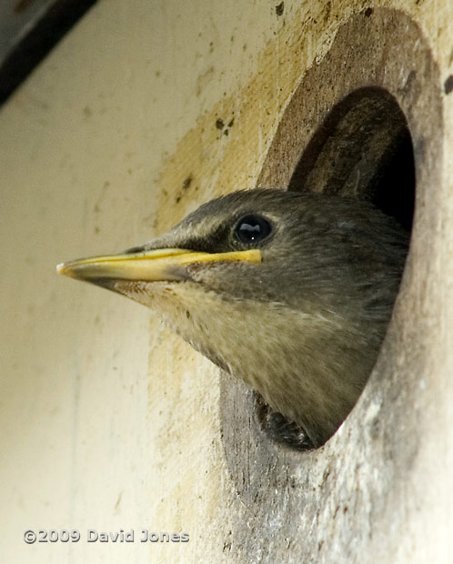 The Starling chick looks out - 2