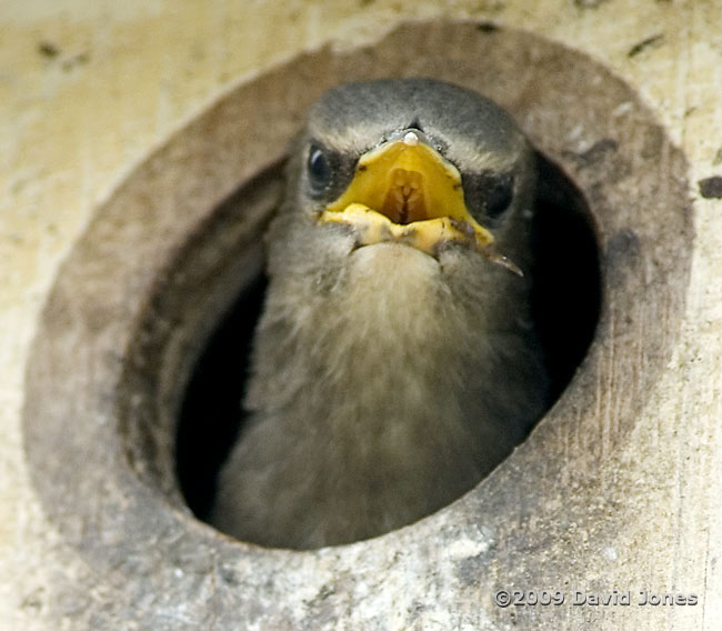 The Starling chick looks out exposing cleft upper palate and papillae