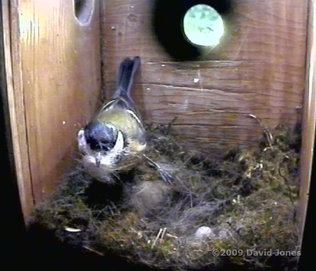 Great Tit female delivers soft bedding