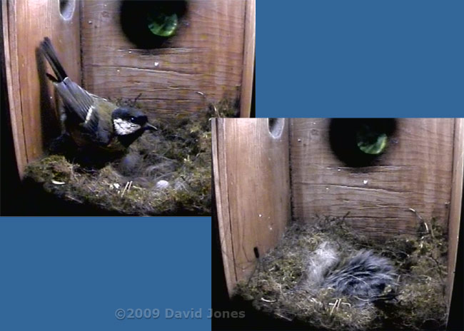 Great Tit female arrives for the night