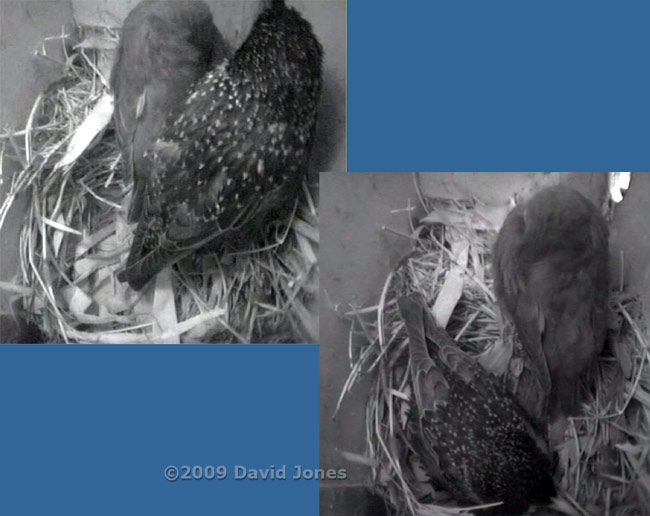 Starling female and chick at dawn