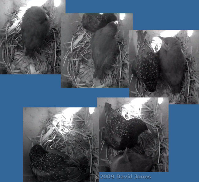 Starling female and chick at dusk