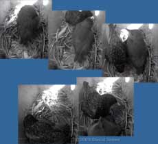 Starling female and chick at dusk