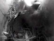 Starling chick flaps its wings