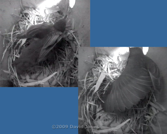 Starling female and chick at dawn