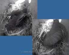 Starling female and chick at dawn