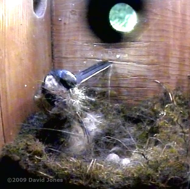 Great Tit female brings in soft bedding