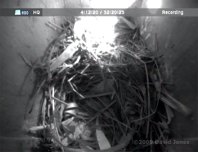 Starling box R after the chick had fledged