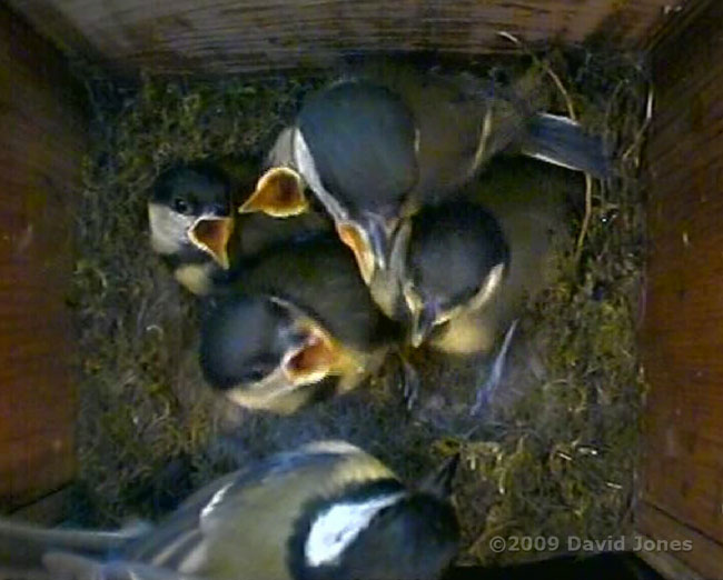 The Great Tit 2nd brood - chicks with mother, 17 June