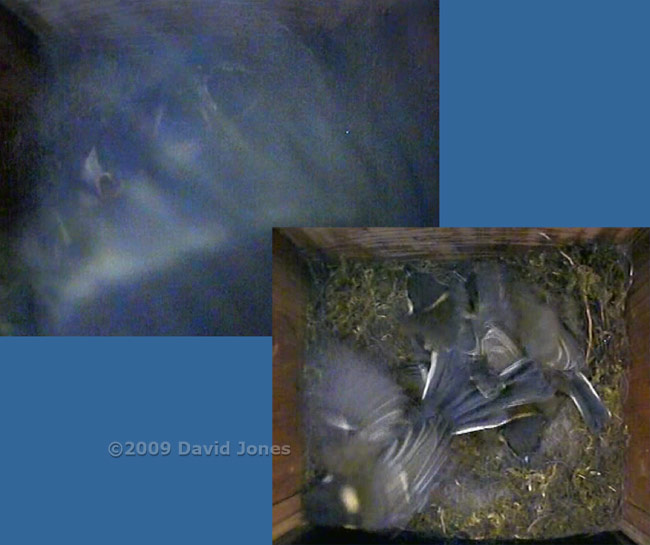 The Great Tit 2nd brood - a chick flies, 17 June