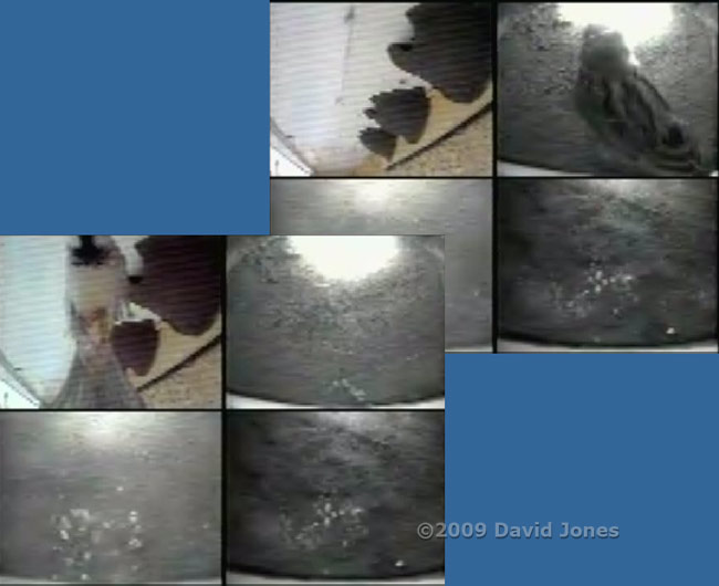 cctv quad image showing male House Sparrow visiting House Martin nest 1