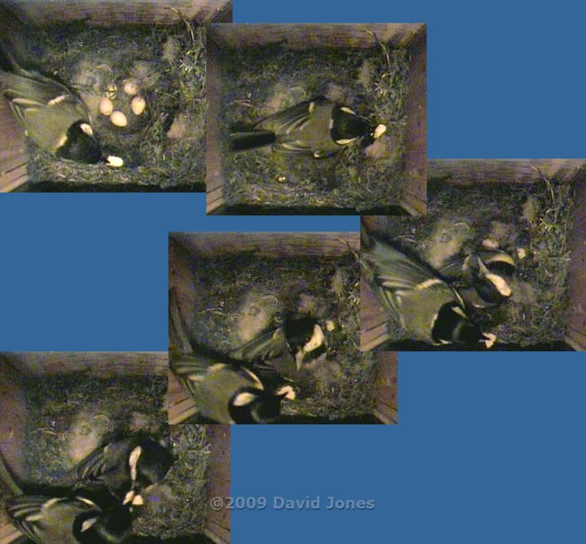 Great Tits - The male feeds his partner at 5.08am