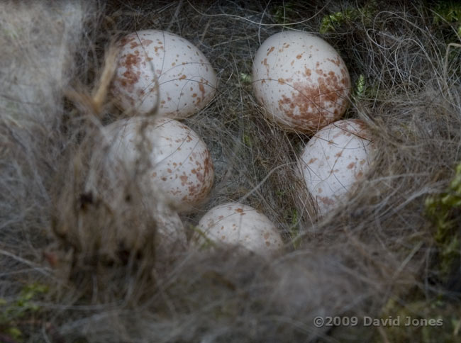 Great Tits - The second broods gets its fifth egg