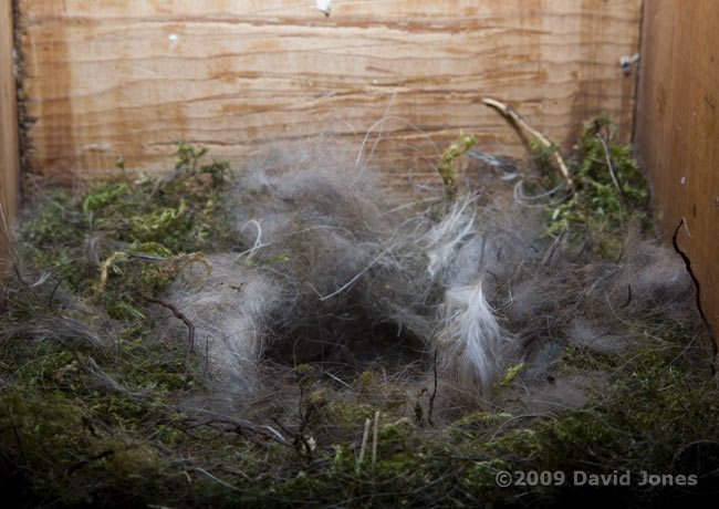 The Great Tit nest this evening