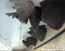Starlings inspect the House Martin nests