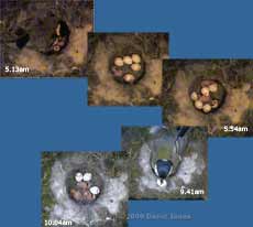 The Great Tit 2nd brood - first three eggs hatch, 31 May