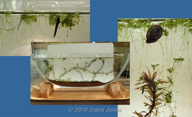  The mini-aquarium being set up, 4 April