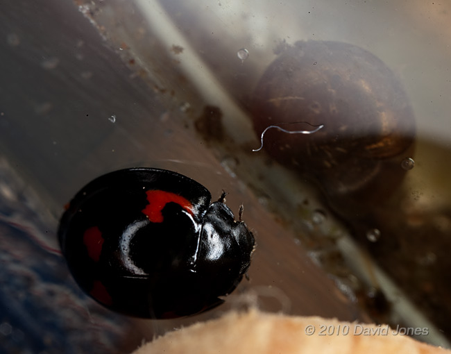 Pine Ladybird on aquarium glass, 4 April