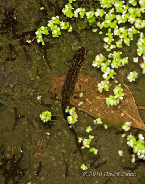 Smooth Newt stalking a tadpole, 8 April