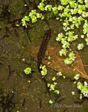 Smooth Newt stalking a tadpole, 8 April