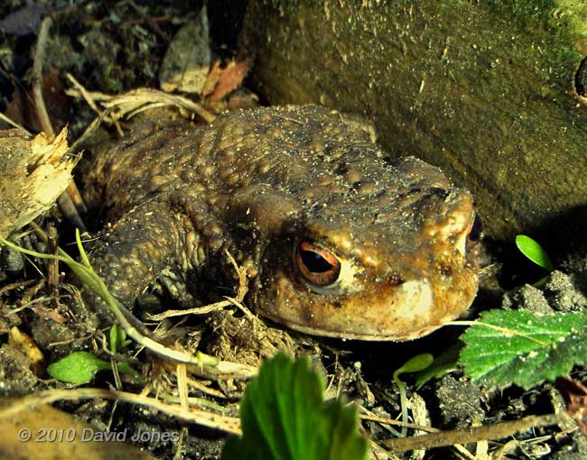 First Toad seen here since 2006, 8 April - 1