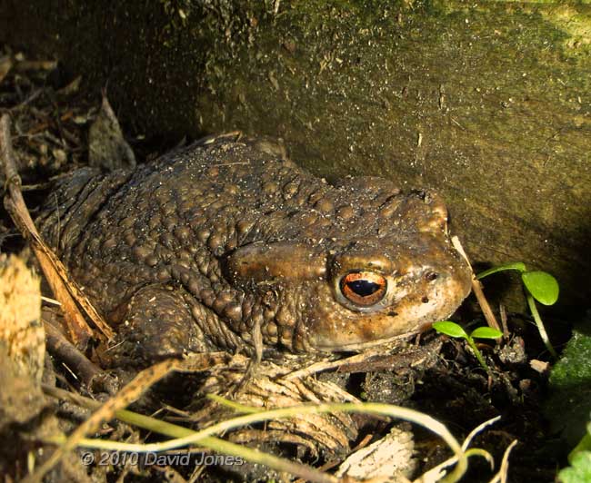 First Toad seen here since 2006, 8 April - 2