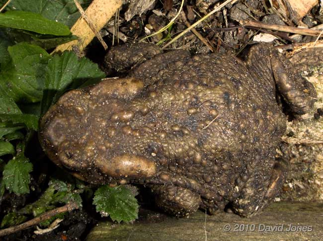 First Toad seen here since 2006, 8 April - 3