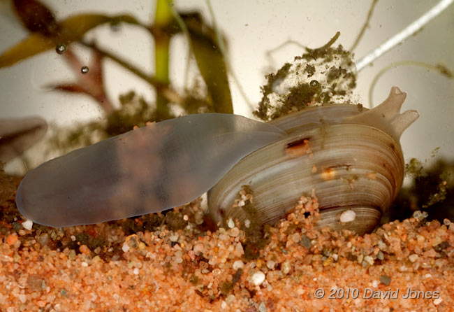  Freshwater cockle with siphons and foot extended, 9 April