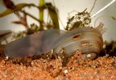  Freshwater cockle with siphons and foot extended, 9 April