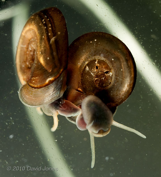Small Ramshorn snails mating 1, 10 April 2010
