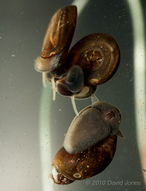 Small Ramshorn snails mating , with visitor - 10 April