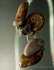 Small Ramshorn snails mating , with visitor - 10 April