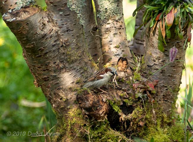 A male Sparrow collects dried grass for its nest, 10 April