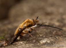  A Bee-fly cleans its proboscis, 13 April