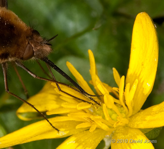 A Bee-fly feeds at a Lesser Celandine - 2, 13 April - cropped image