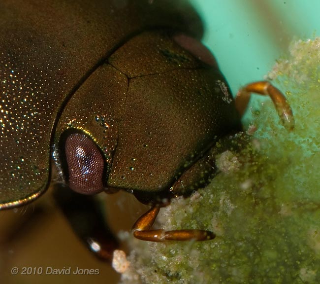 Water beetle (poss. Hydobius fuscipes), 14 April - 2