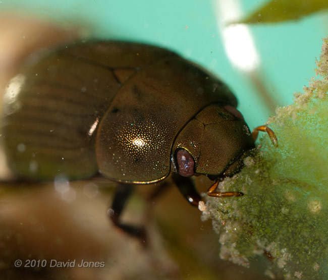 Water beetle (poss. Hydobius fuscipes), 14 April - 1