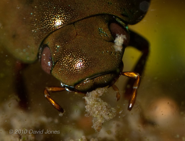 Water beetle (poss. Hydobius fuscipes), 14 April - 4