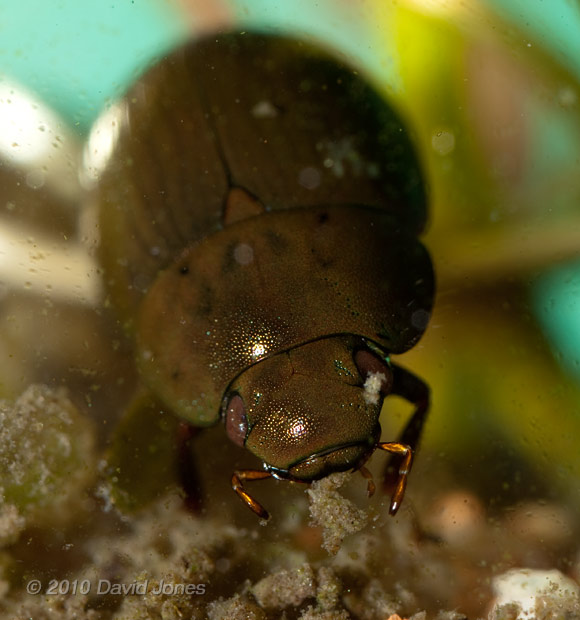Water beetle (poss. Hydobius fuscipes), 14 April - 3