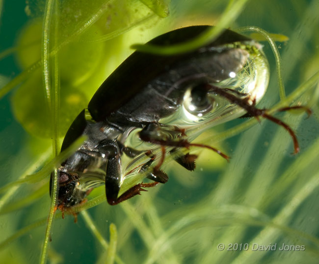 Water beetle (poss. Hydobius fuscipes) with air bubble, 14 April - 2