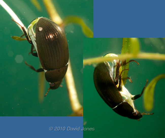 Water beetle (poss. Hydobius fuscipes) with air bubble, 14 April - 1