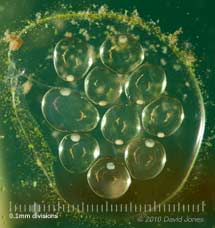 Snail eggs in the aquarium, 14 April