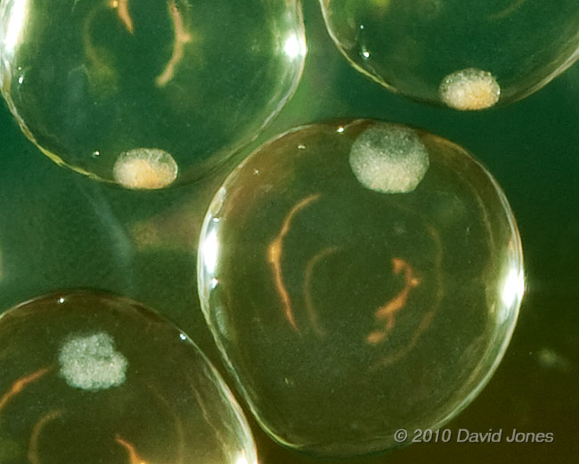 Snail eggs in the aquarium, 14 April - cropped image