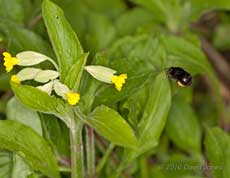 Unidentified bumblebee visiting Cowslips, 16 April