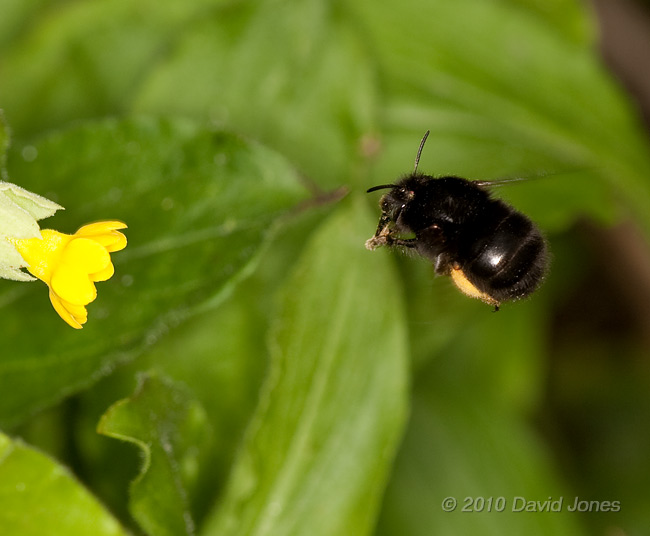 Unidentified bumblebee visiting Cowslips, 16 April - cropped image