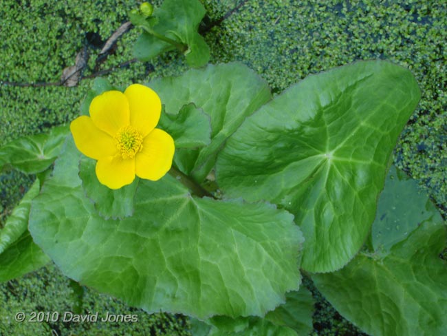 The Marsh Marigolds start flowering, 16 April